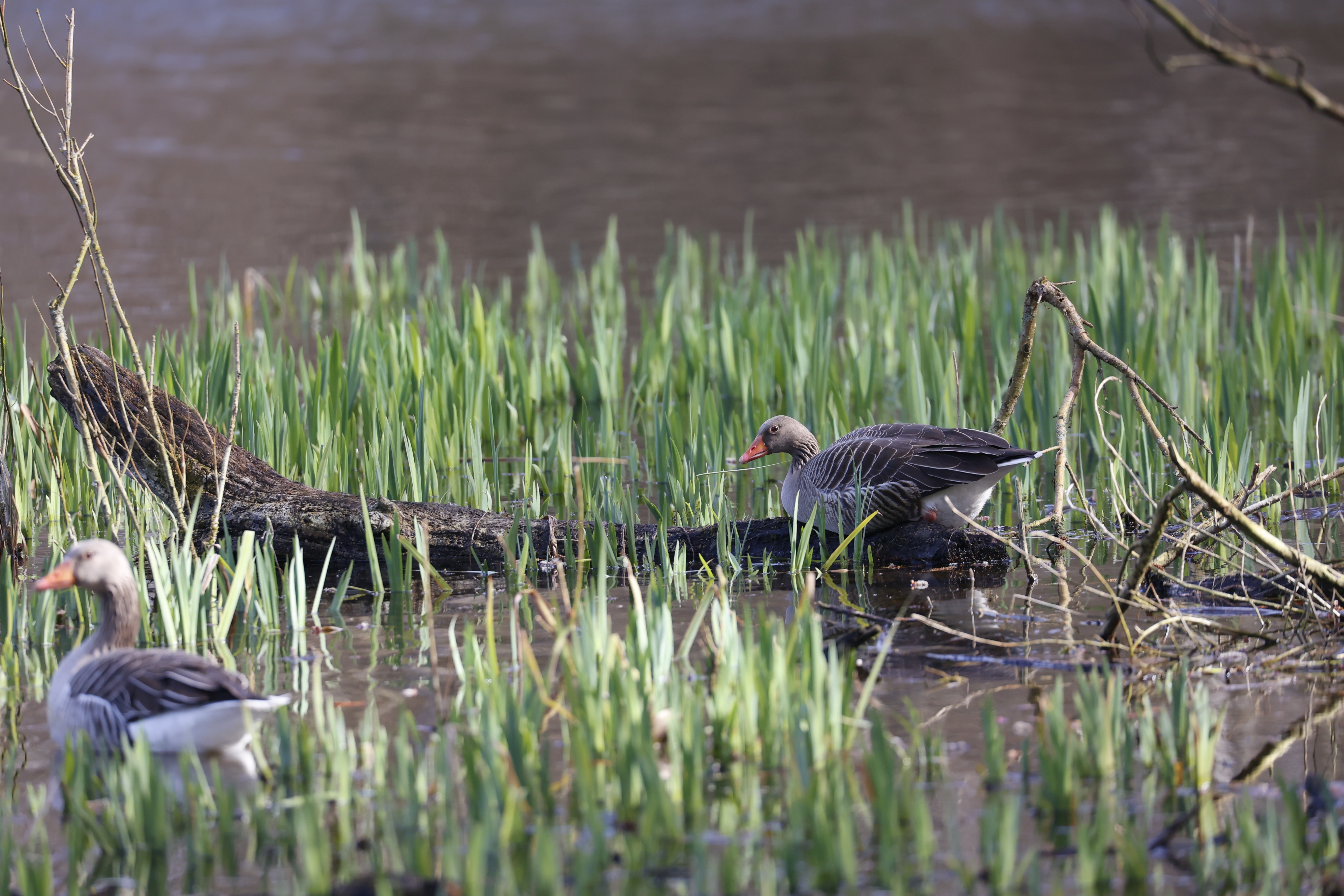 Grauwe gans (Noord Holland). Foto van Gerda van Kleef.